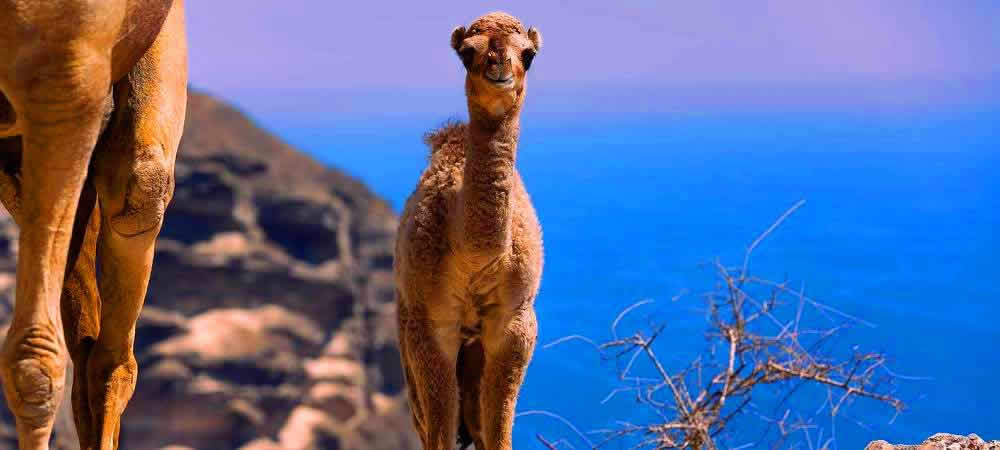 Camels in the desert