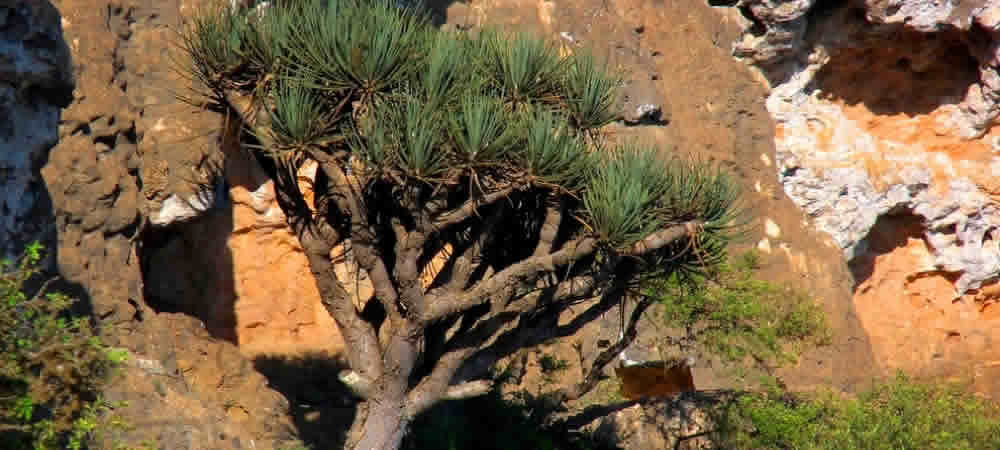 Jebel Samahan Dragon tree