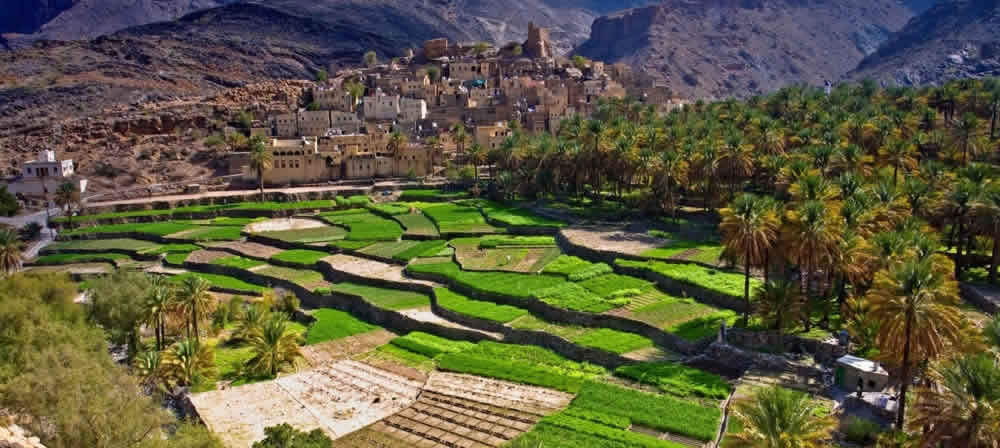 Omani Harvest Frankincense